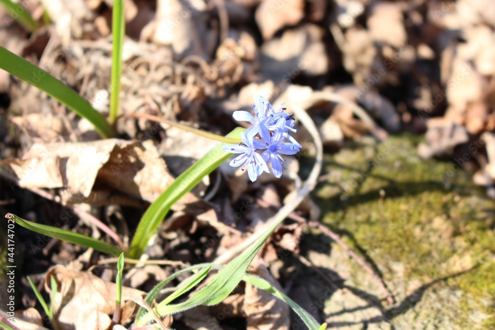 Delicate blue galanthuses bloom among dry last year's leaves in a spring forest Delicate blue galanthuses bloom among dry last year's leaves in a spring forest