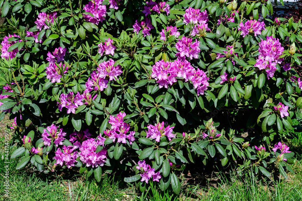 Large bush of many delicate vivid pink flowers of azalea or Rhododendron plant in a sunny spring Japanese garden, beautiful outdoor floral background photographed with selective focus.