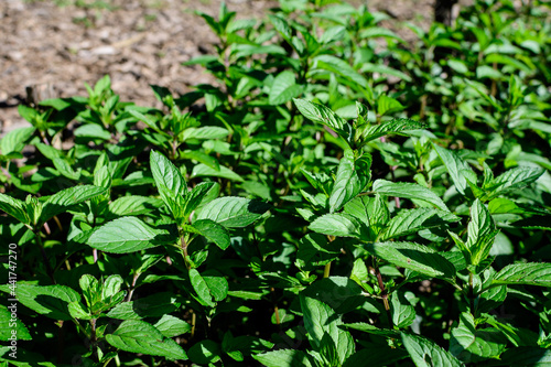 Fresh green peppermint or mentha    piperita  also known as Mentha balsamea leaves in direct sunlight  in an organic herbs garden  in a sunny summer day.