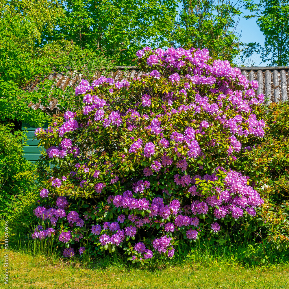 Close up of purple Rhododendron
