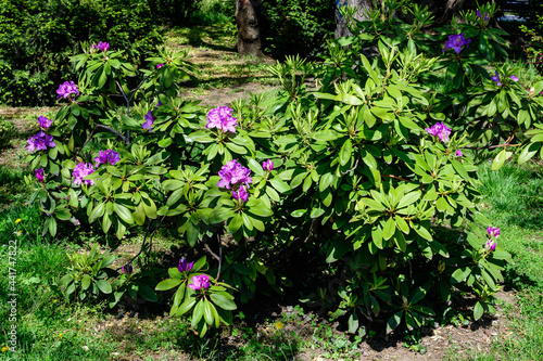 Large bush of many delicate vivid pink flowers of azalea or Rhododendron plant in a sunny spring Japanese garden, beautiful outdoor floral background photographed with selective focus. © Cristina Ionescu