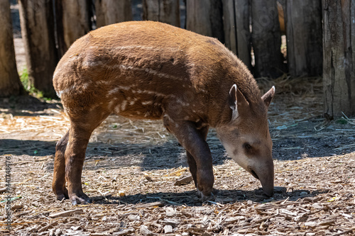 Foto A young tapir walking, cute animal