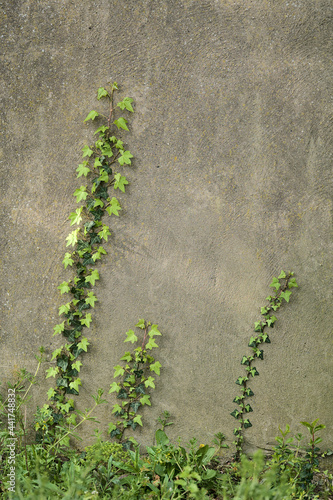 Beautiful closeup vertical view of spring leaves of ivy (Hedera Helix) plant clinging and climbing on the wall in Ballawley Park, Sandyford, Dublin, Ireland. High resolution. Nature concept