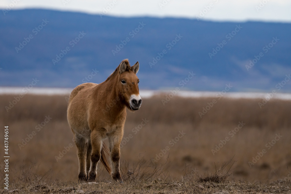 Przewalski Pferd bzw. Urpferd in der panonischen Tiefebene am Neusiedlersee Przewalski Pferd bzw. Urpferd in der panonischen Tiefebene am Neusiedlersee
