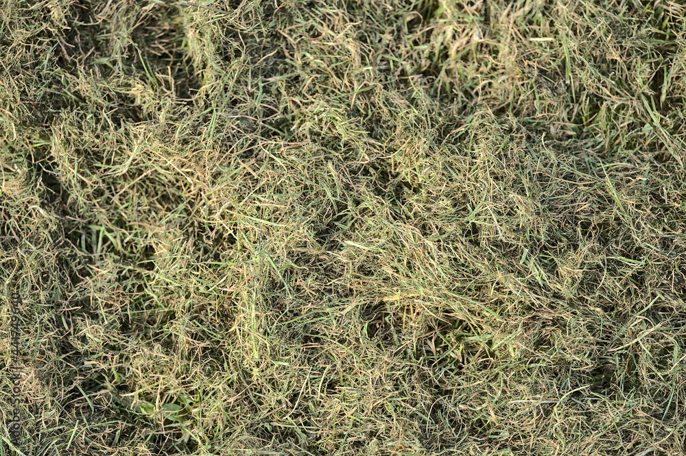 Beautiful closeup spring view of faded dry cut lawn grass in Ballawley Park, Sandyford, Dublin, Ireland. High resolution. Dried grass background Beautiful closeup spring view of faded dry cut lawn grass in Ballawley Park, Sandyford, Dublin, Ireland. High resolution. Dried grass background