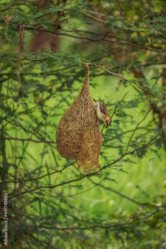 Bird sitting on the nest , Birds photography © Akash kaparaveni