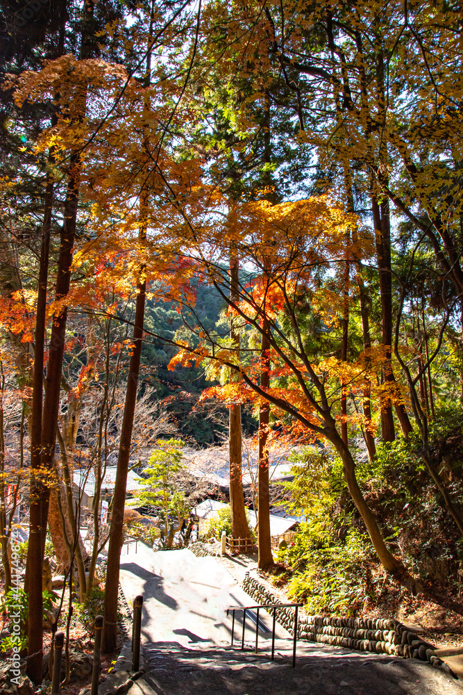 autumn in the woods