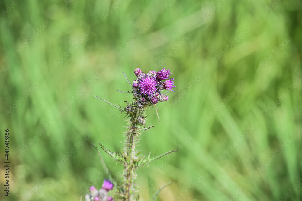 nature fleur flore epine chardon nature fleur flore epine chardon
