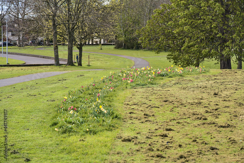 Photography Beautiful spring view of colorful tulip alley with footpath and cutted lawn grass in Ballawley Park, Sandyford, Dublin, Ireland