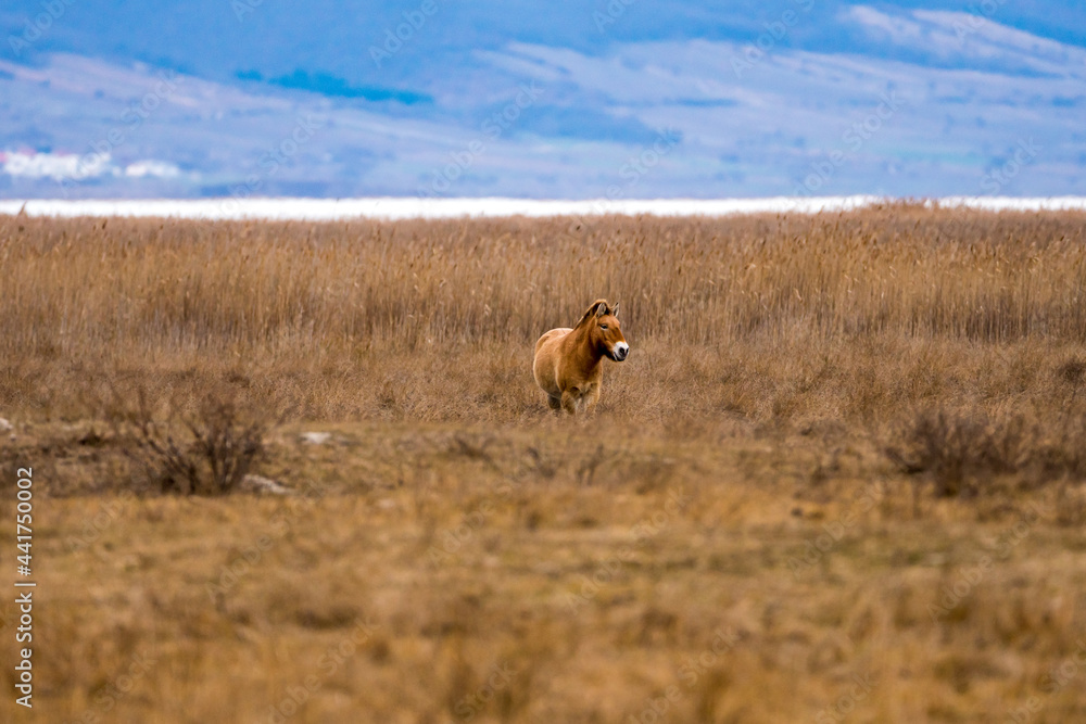 Przewalski Pferd bzw. Urpferd in der panonischen Tiefebene am Neusiedlersee