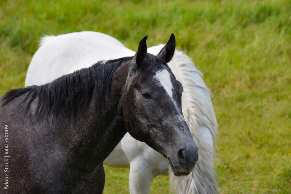 Pretty horse on a Canadian farm in the province of Quebec Pretty horse on a Canadian farm in the province of Quebec
