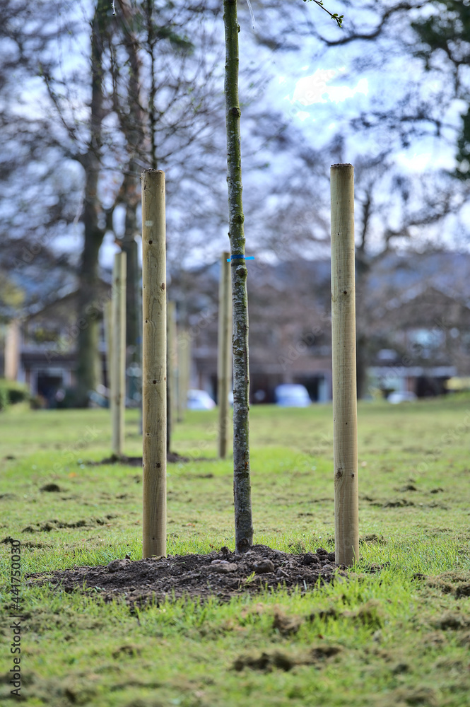 Beautiful spring vertical closeup view of single small trees with two ...