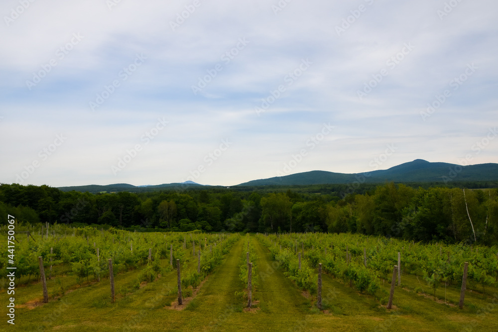 Obraz premium Small vineyard in the province of Quebec, Canada