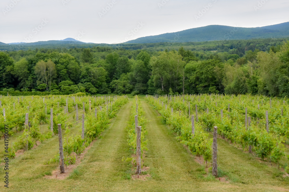 Small vineyard in the province of Quebec, Canada