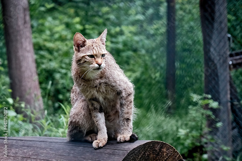 Europäische Wildkatze oder Waldkatze ( Felis silvestris ). photo