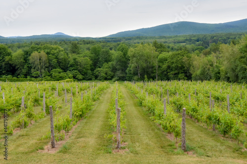 Small vineyard in the province of Quebec, Canada