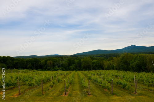 Small vineyard in the province of Quebec, Canada