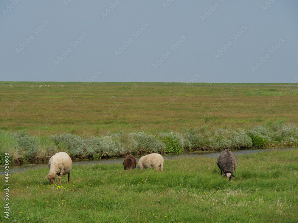 Hallig Hooge in der Nordsee