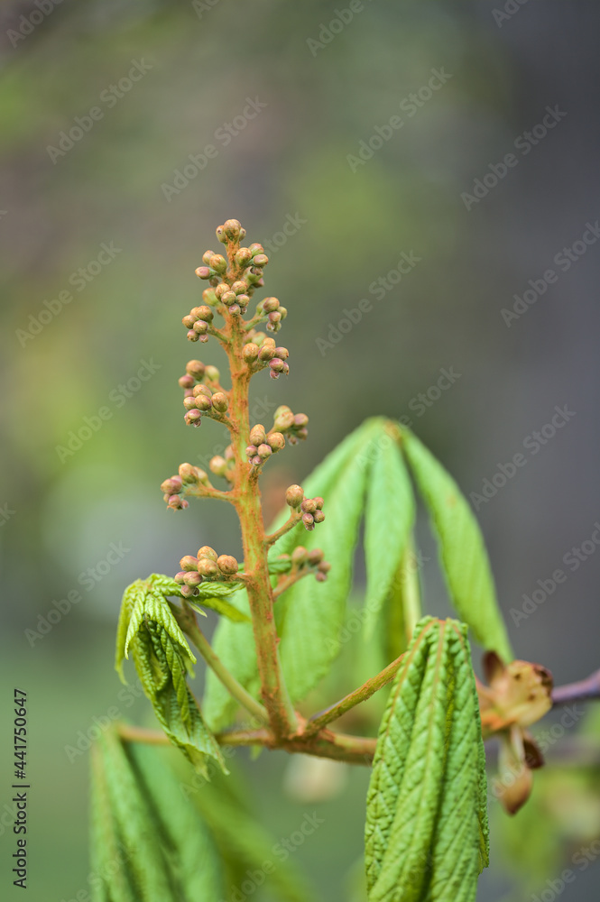 Beautiful closeup view of spring chestnut (Castanea) tree buds and young leaves growing in Ballawley Park, Sandyford, Dublin, Ireland. Soft and selective focus. High resolution Beautiful closeup view of spring chestnut (Castanea) tree buds and young leaves growing in Ballawley Park, Sandyford, Dublin, Ireland. Soft and selective focus. High resolution