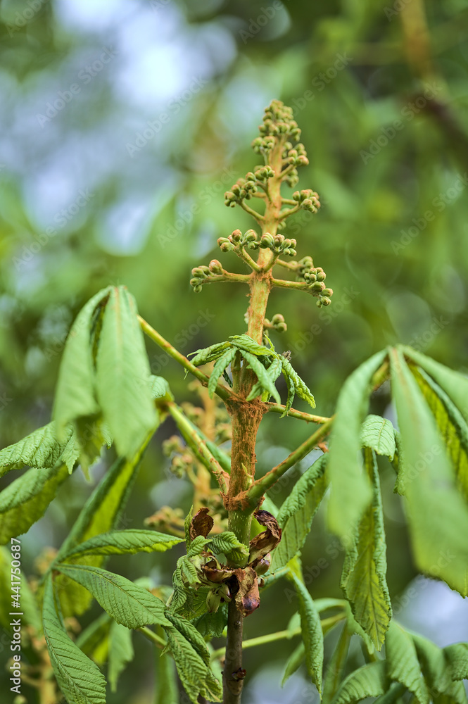 Beautiful closeup view of spring chestnut (Castanea) tree buds and young leaves growing in Ballawley Park, Sandyford, Dublin, Ireland. Soft and selective focus. High resolution Beautiful closeup view of spring chestnut (Castanea) tree buds and young leaves growing in Ballawley Park, Sandyford, Dublin, Ireland. Soft and selective focus. High resolution