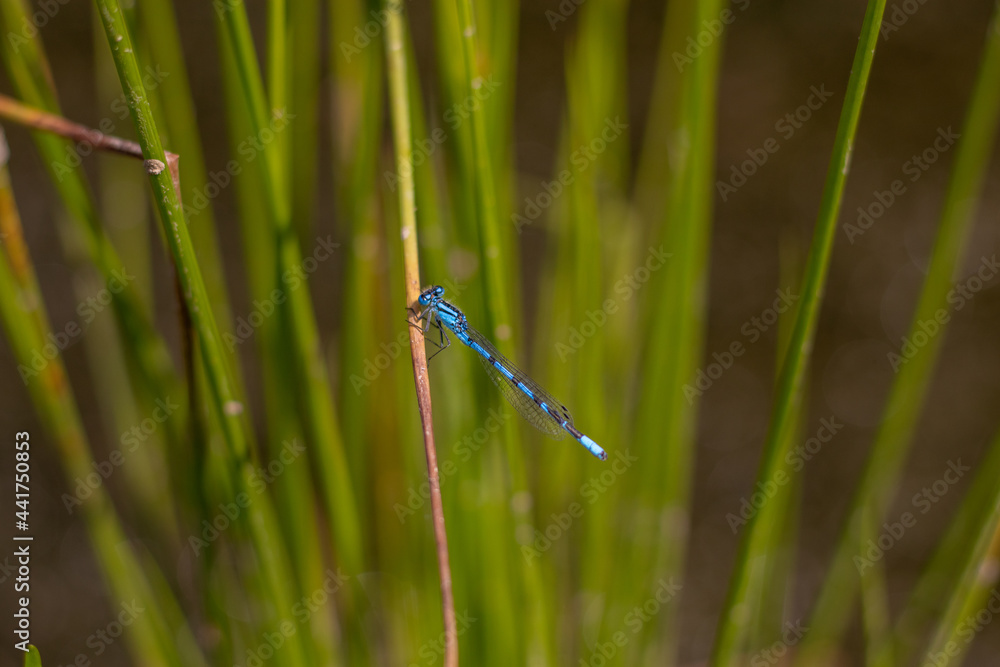 A single azure damselfly resting on a grassy plant (Veluwe, The Netherlands) A single azure damselfly resting on a grassy plant (Veluwe, The Netherlands)