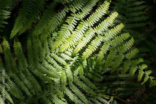 Fern leafs slightly covered in shadows on a bright, sunny day