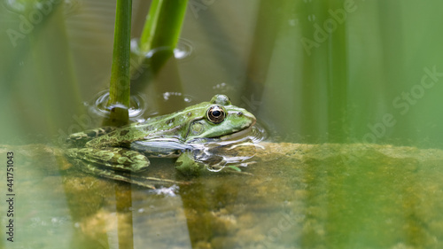 Teichfrosch im Schilfdickicht photo