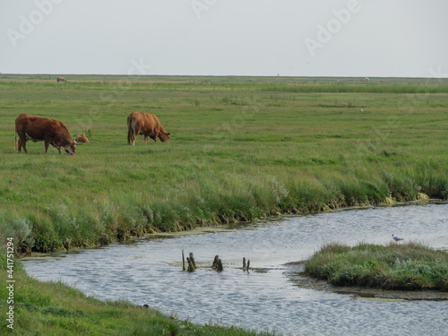 Hallig Hooge in der Nordsee