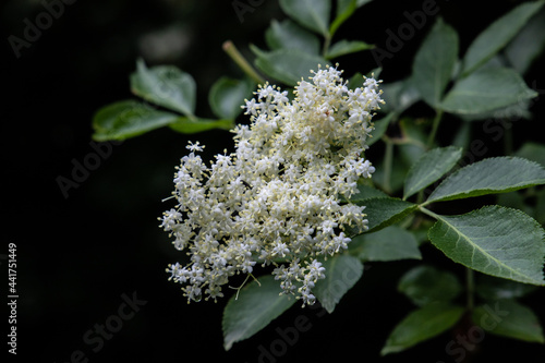 Blüte Schwarzer Holunder (Sambucus Nigra)