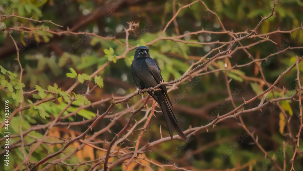 blackbird on a branch blackbird on a branch
