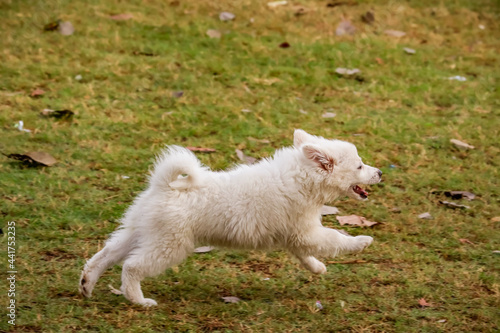 Photography Dog at Dogs park