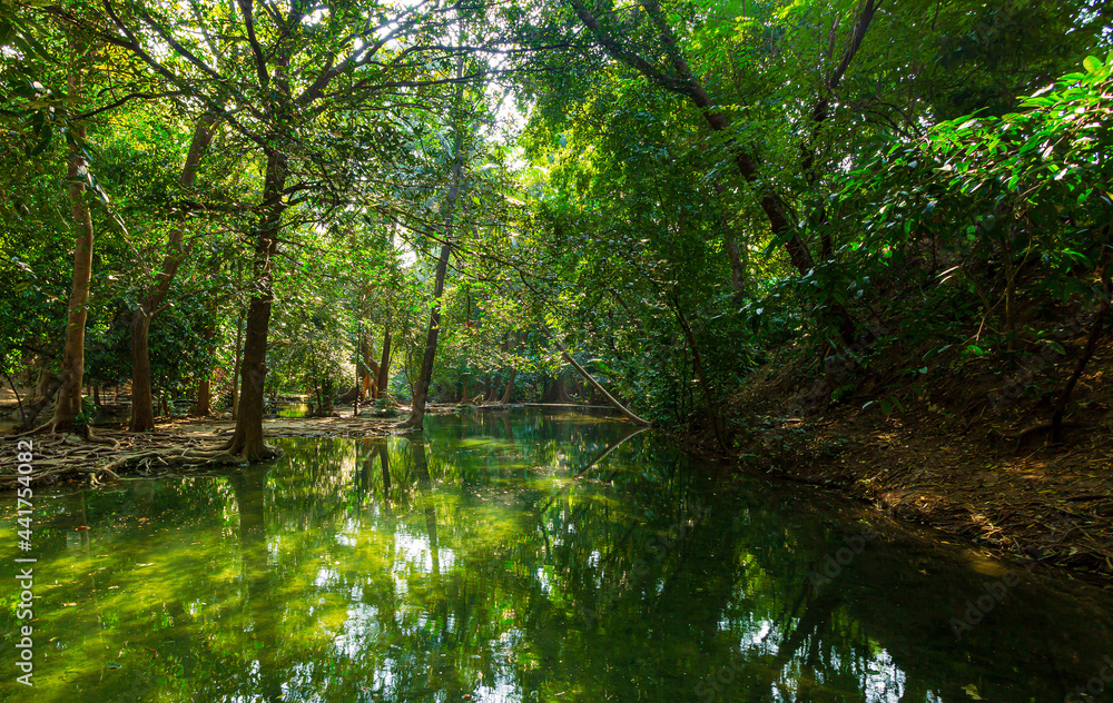 Fototapeta premium pond in the forest,Idyllic sunlit glade green forest foliage reflecting woodland pool panorama