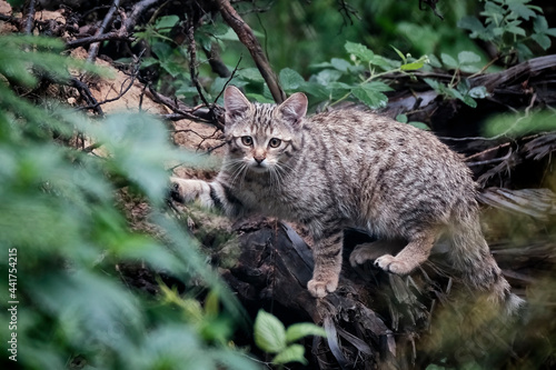 Photography Europäische Wildkatze oder Waldkatze ( Felis silvestris ).