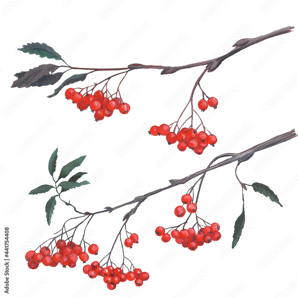 Red ripe rowan berries bunches set, realistic illustration isolated on white backgroundHand painting. For printing on postcards, stickers, notebooks, dishes, fabrics, paper, textile.