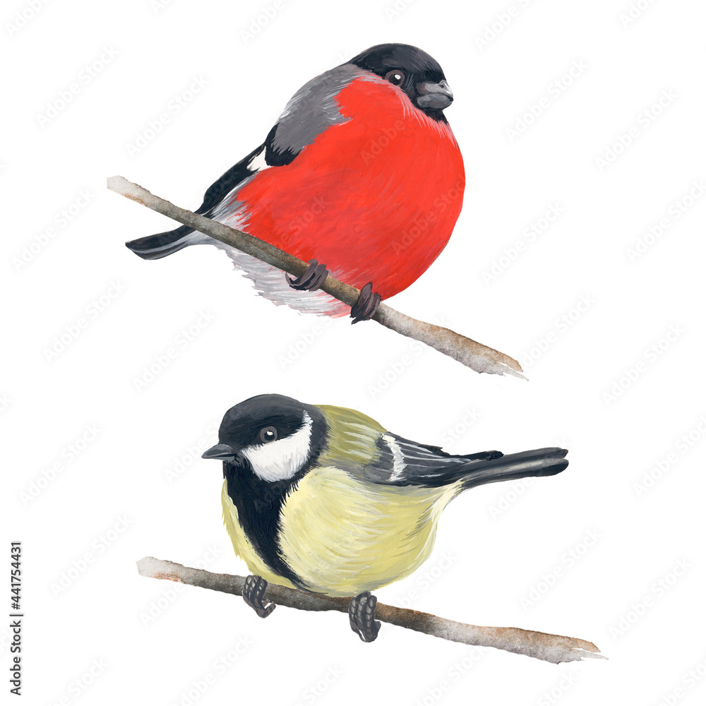 Fototapeta premium Set of birds bullfinch and tit. Handmade illustration isolated on a white background. A symbol of the winter holiday for the design of postcards, textiles, Christmas.