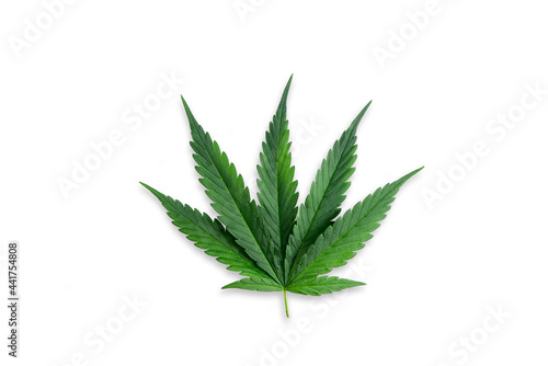 Green cannabis leaves isolated on white background. Growing medical marijuana,copy space for text.