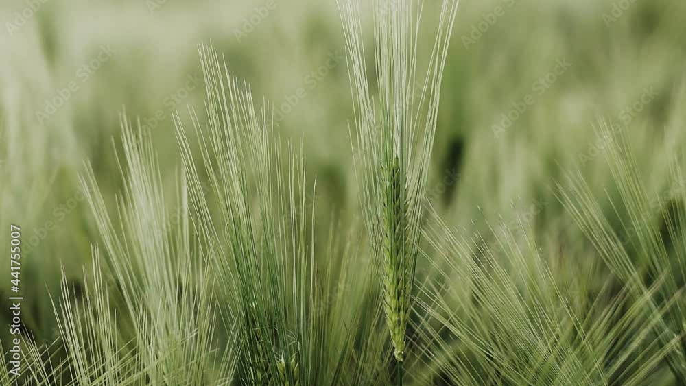 Ripening ears of meadow wheat field. Rich harvest Concept. Slow motion Wheat field. Ears of green wheat close up. Ripening ears of meadow wheat field. Rich harvest Concept. Slow motion Wheat field. Ears of green wheat close up.