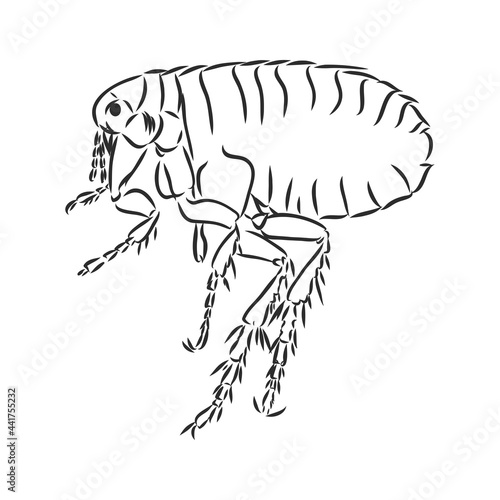 Vector engraving antique illustration of flea isolated on white background