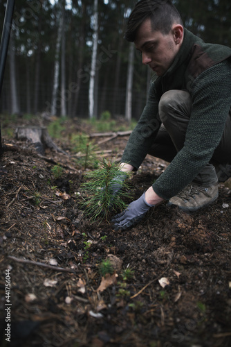 Close-up on a young man in a green clothes plants a young pine seedling in the forest. Work in forest. Pinus sylvestris  pine forest.