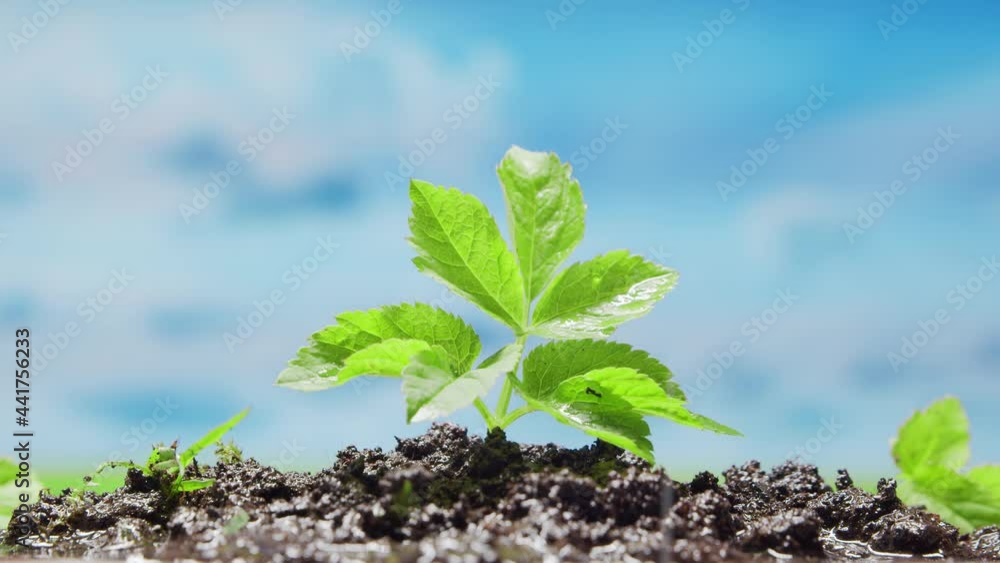 Close-up of a small green plant under the rain. The concept of environmental protection, climate change and ecology. Close-up of a small green plant under the rain. The concept of environmental protection, climate change and ecology.