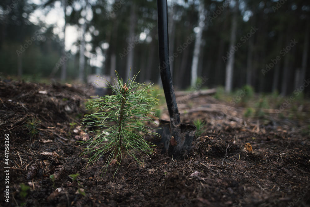 Fototapeta premium Close-up on the man 's work shoes standing on the spade ready to plant young pine seedlings. Work in middle of the forest. Pinus sylvestris, pine forest.