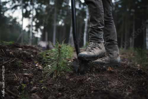 Close-up on the man 's work shoes standing on the spade ready to plant young pine seedlings. Work in middle of the forest. Pinus sylvestris, pine forest.