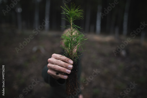 close up on a beautiful young green pine seedling holding in a man's hand on a dark background in the forest. Pinus sylvestris, forest work.