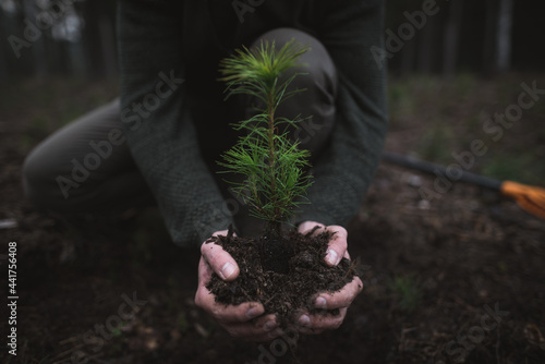Close up on a beautiful young green pine seedling holding in a man's hand on a dark background in the forest. Pinus sylvestris, forest work. photo