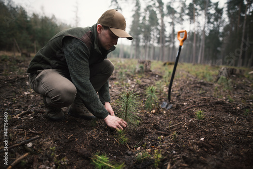 Close-up on a young man in a green clothes plants a young pine seedling in the forest. Work in forest. Pinus sylvestris, pine forest.