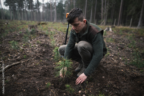 Close-up on a young man in a green clothes plants a young pine seedling in the forest. Work in forest. Pinus sylvestris, pine forest. © Petra