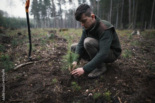 Close-up on a young man in a green clothes plants a young pine seedling in the forest. Work in forest. Pinus sylvestris, pine forest. photo