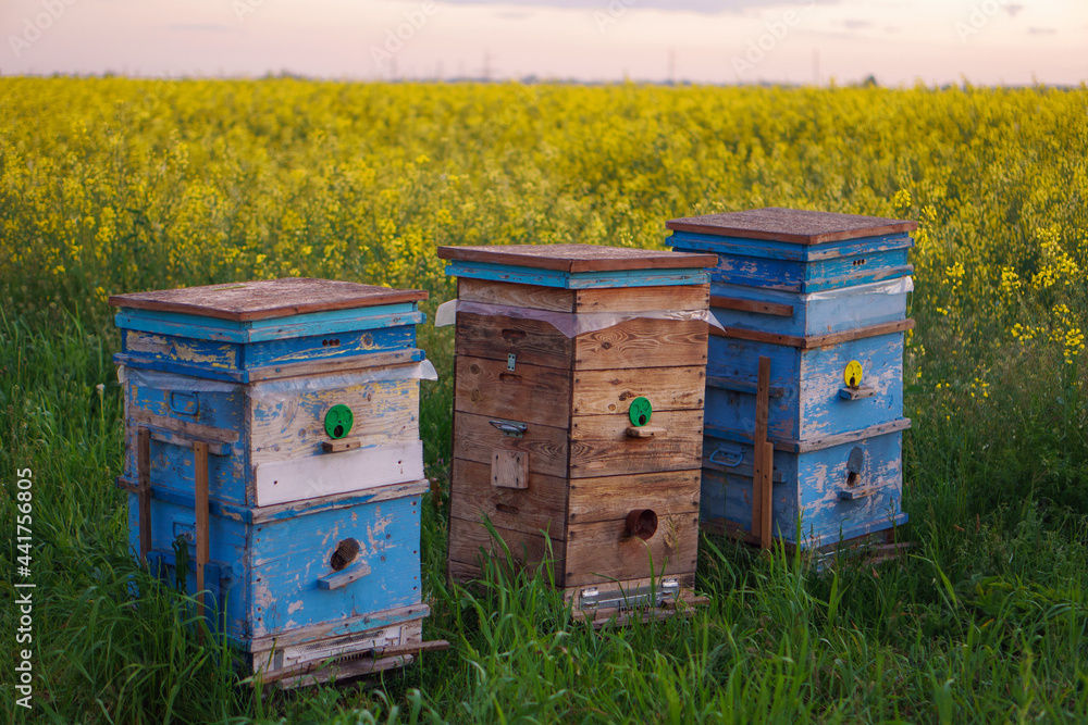 Three wooden beehives with honey bees are located next to a flowering field. Three wooden beehives with honey bees are located next to a flowering field.