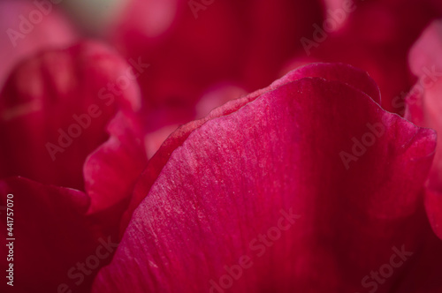 Peony flower fragment macro shot