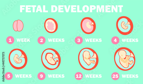 2d illustration Fetal Development system
